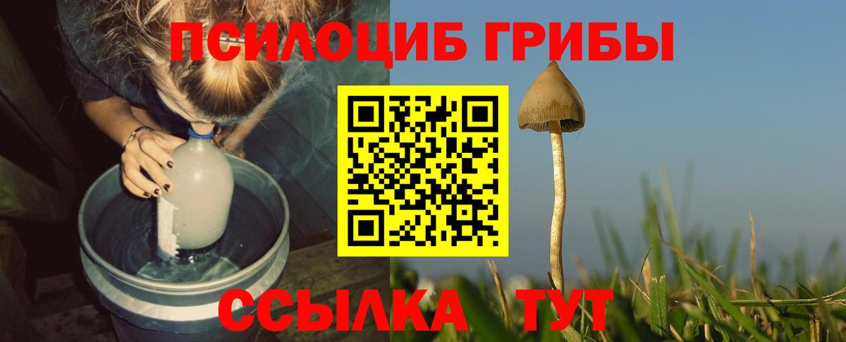 что такое наркотик  Вход с VPN  Галлюциногенные грибы Magic Shrooms  Гудермес  Псилоцибиновые грибы Psilocybine cubensis 